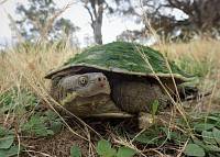 Черепахи названы ключевым компонентом очистки воды в Австралии